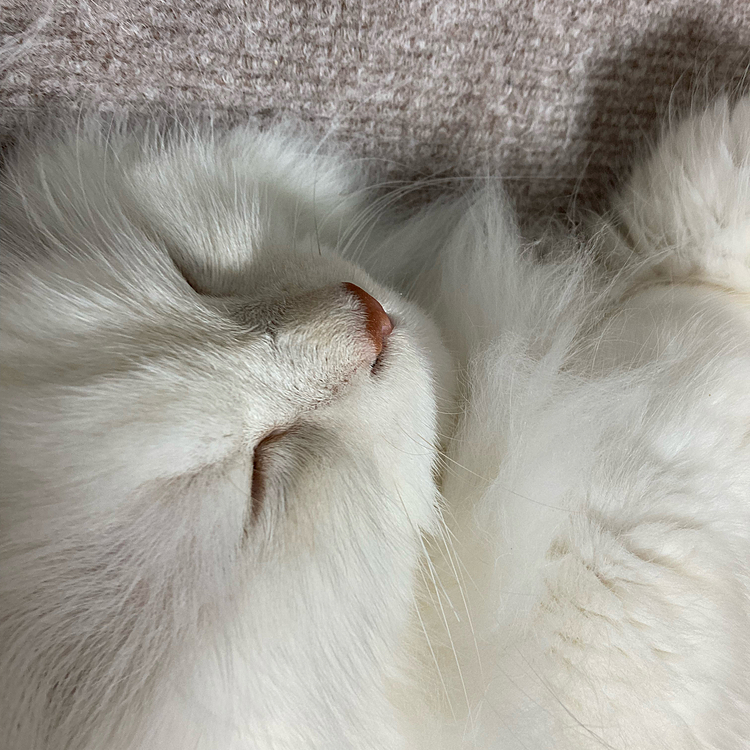 遊び疲れたのかな？