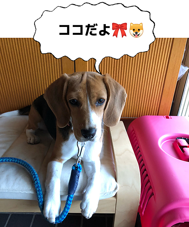 2021.9.11(土)
ココの月命日🙏📿🍀

6ヶ月の頃のココ🐶🎀💖
眠そうな顔してるね☺️💕

大好きだよ〜😘

マックスは相変わらずヤンチャで甘えん坊だよ🐶🧢👍
