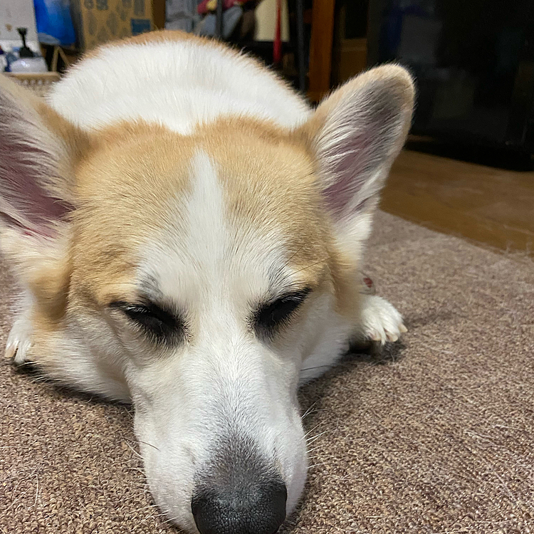 はしゃぎすぎて眠たいです