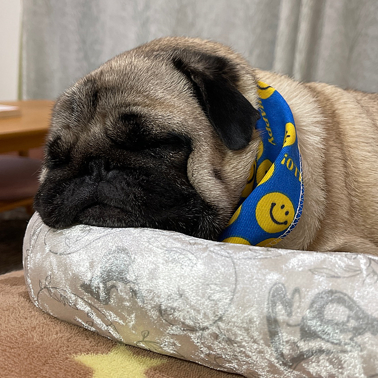 昨日はトリマーさんシャンプーしてきました🐶
かわいいニコちゃんマークのバンダナつけて帰ってきました😃
