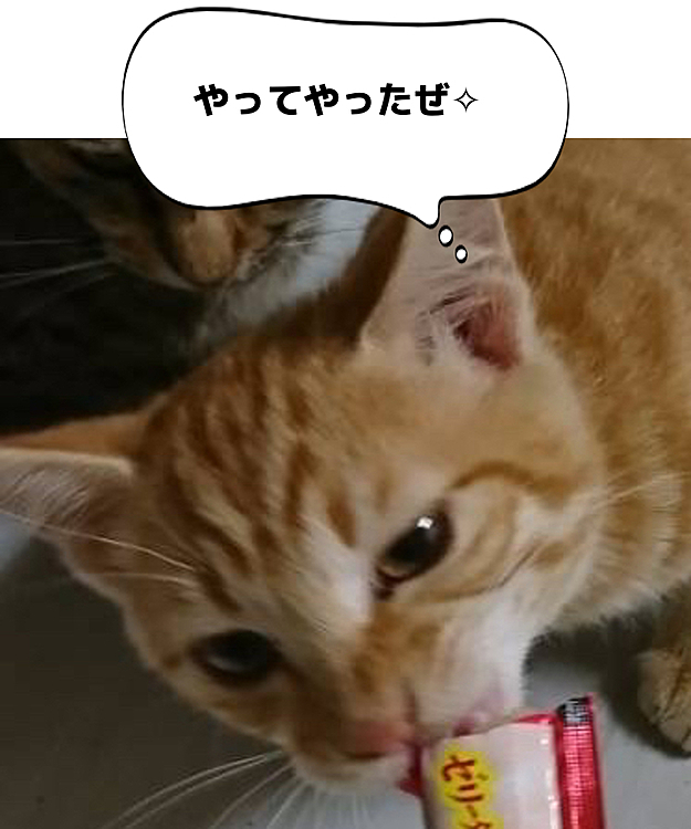 茶トラの子今日来たんだけど元野良の子だから警戒心強めでゲージの中に移す時めっちゃ引っかかれたwww