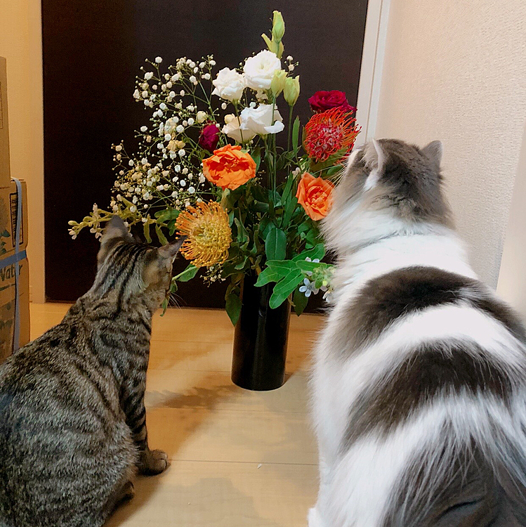 お義母さんからお花貰いました！
初めて嗅ぐ香りに興味津々です*.(๓´͈ ˘ `͈๓).*