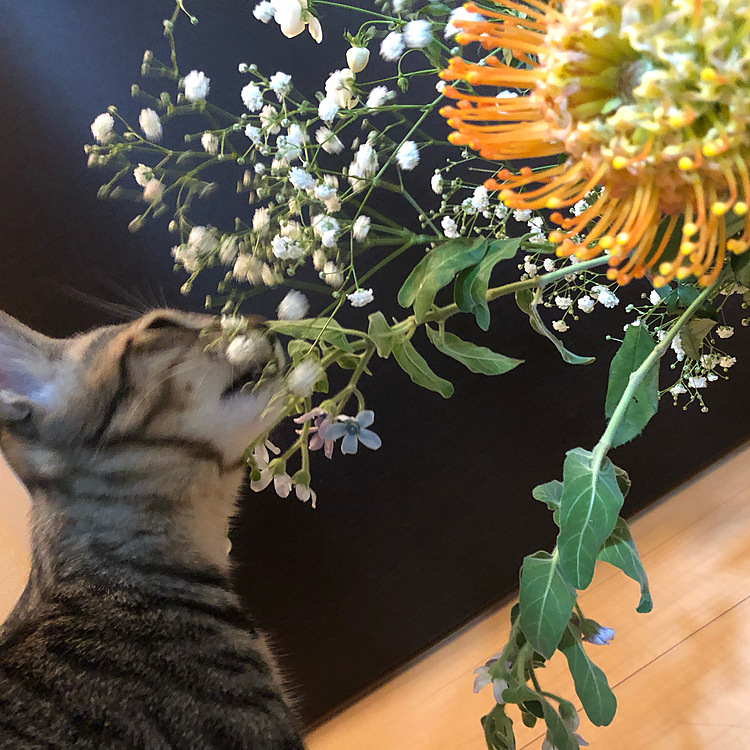 食べないで！？！？:(´◦ω◦｀):

アオちゃんは葉っぱと2種類の白いお花を行ったり来たり…大きいお花と撮れない(´･×･`)