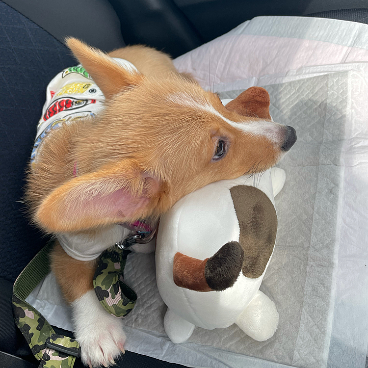 生後3ヶ月　鯉太朗
お利口にドライブ🚗に付き合ってくれるようになりました👏💕