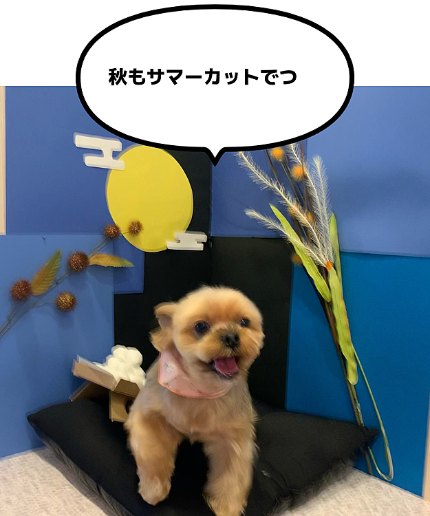マロン　の投稿