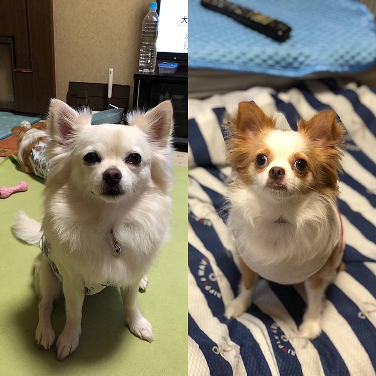 おはようございます😄
ペットじまん、かなりサボっております💦
小雪＆小春は…
相変わらずな距離感で元気しています👍😊