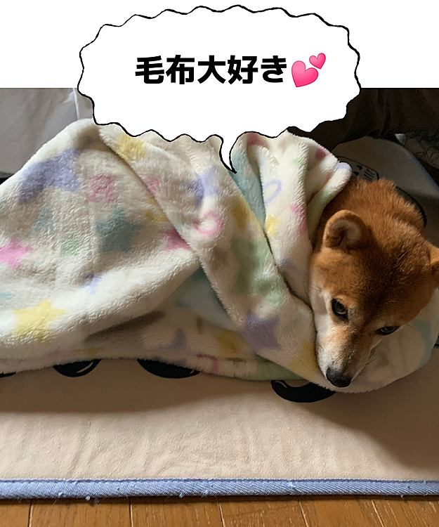 毛布大好き雪でし!!