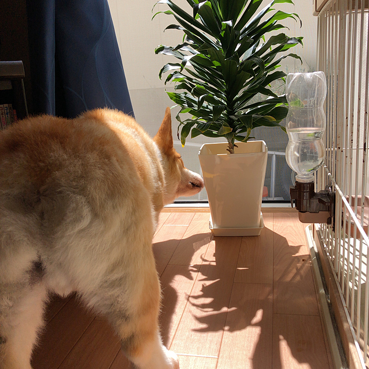 お前、邪魔❗️
お前が居ると、隣のおとーさんの事見れないじゃんよっ🌀