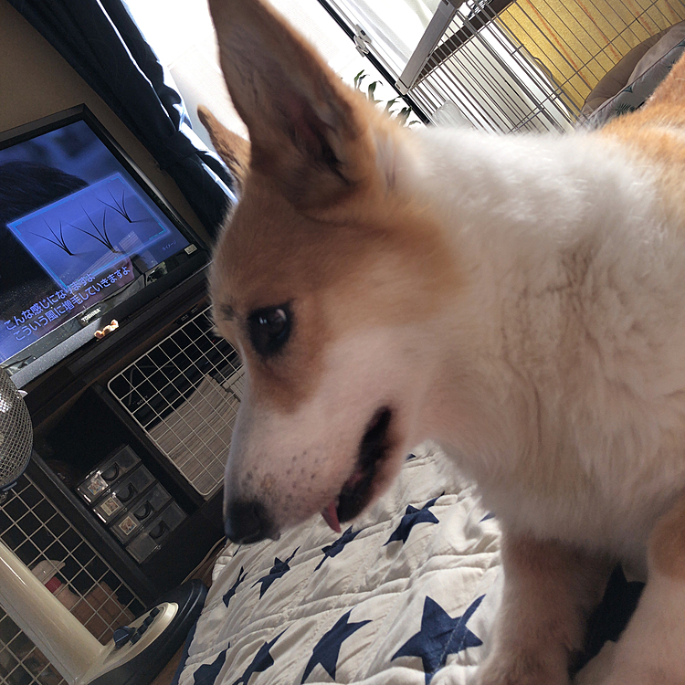 午後はおかーたんと引きこもり😃
で、昼寝🤣🤣🤣
ボクたんは眠くないぞよ🌀