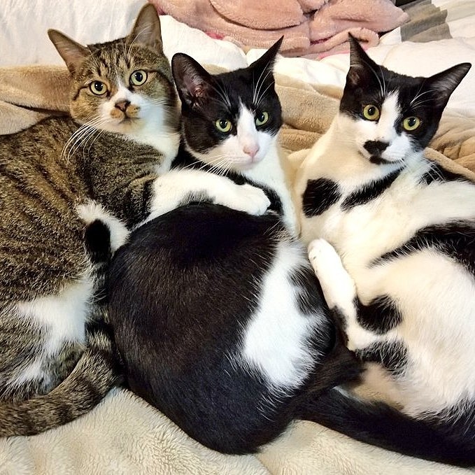 仲良しな３兄妹🤗
寒くて猫だんご🍡🤭