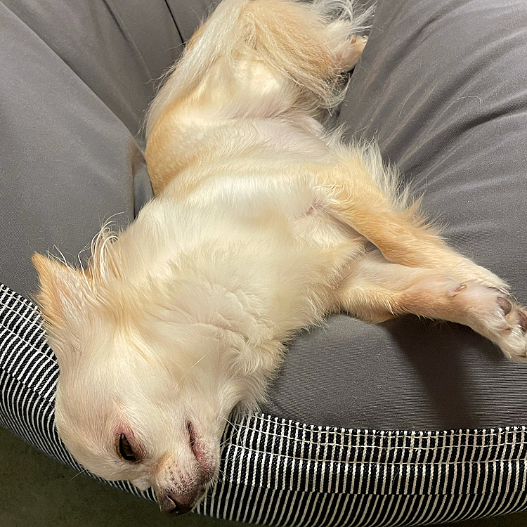 遊んだ後は疲れてクッションで寝ていました🐶💤