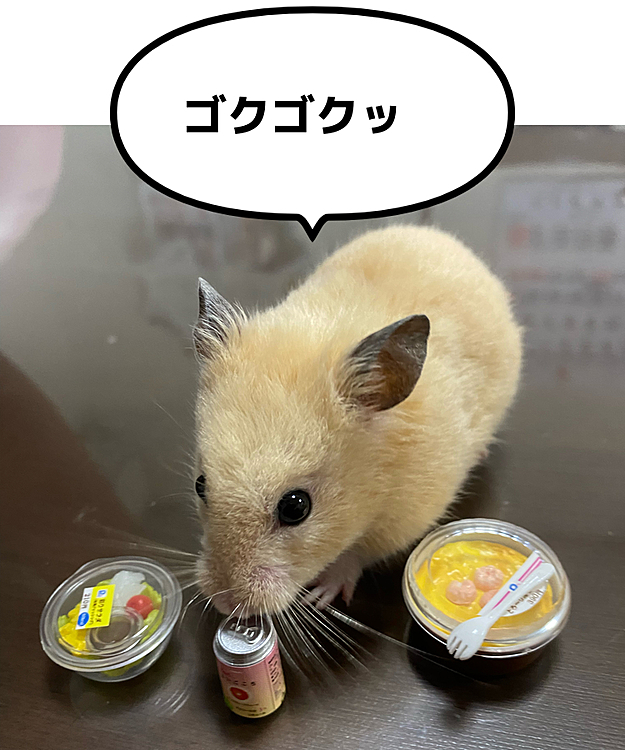 ハムぞう、飲酒🐹🤣