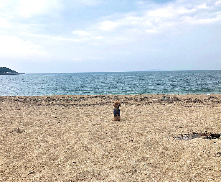 飼主はでっかい流木に座ってのんびりとしている間、
マルは砂浜をウロウロしてました。

曇りで涼しかったので快適でした。