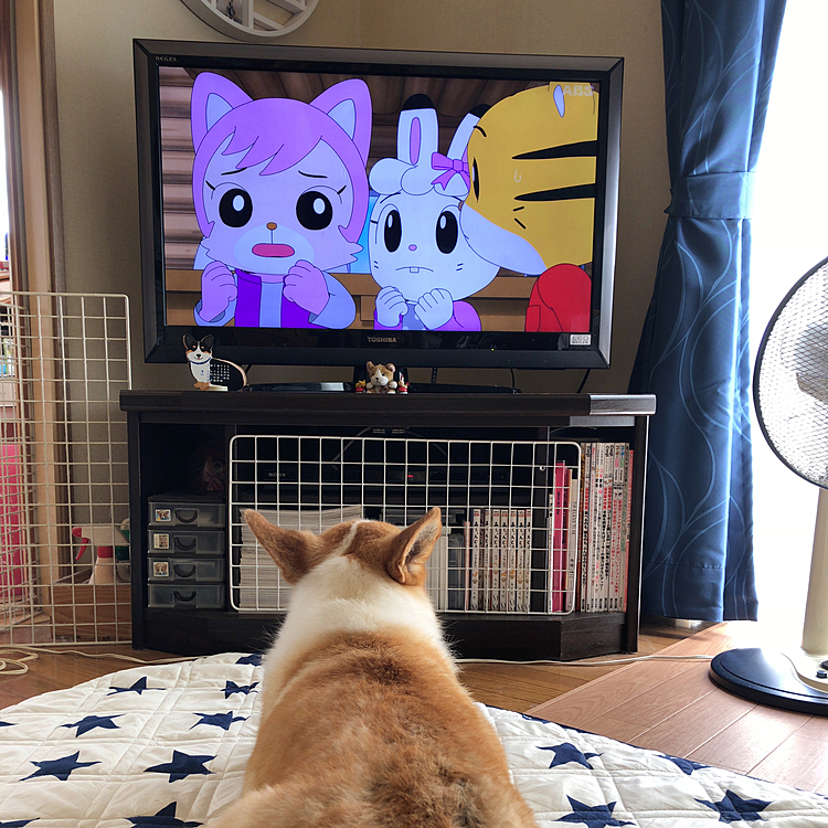 とか言いながら😃
しまじろう鑑賞中😃
密かにアニメ好き😃