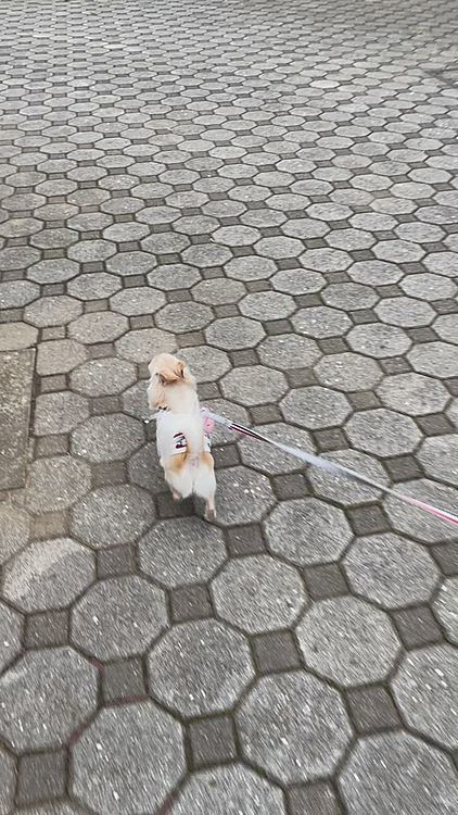 近くの公園をお散歩してきました😊いつも歩くのが早くて着いていくのが大変です😅
せっかくトリミングして綺麗になったのにポツポツ雨が降ってきたので急いで帰りました🌧
お散歩後はおやつタイム、ヨーグルト、カステラをウマウマしてました😆😆