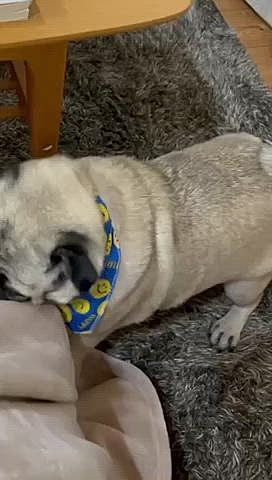 ママさんの脚に激しいウマウマおねだりです🐶