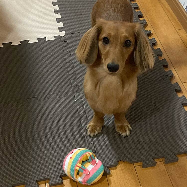 新しいウサギのスリッパ
のおもちゃ😍