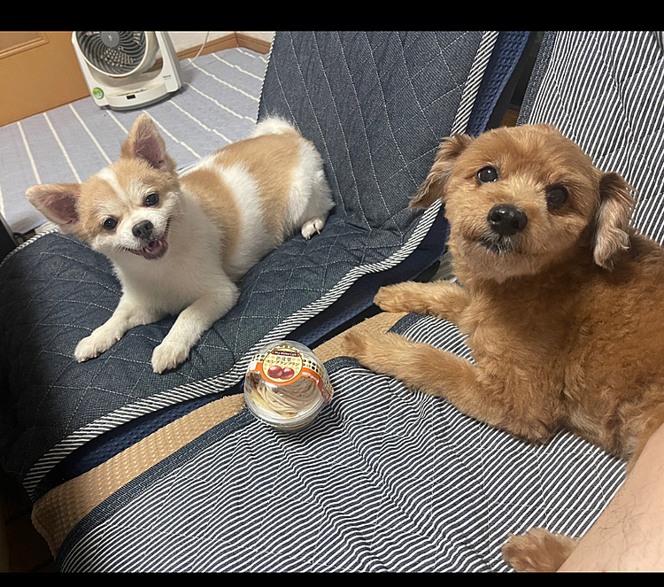 ほくとくん、10歳になりました。
うまうまの御相伴に預かりにきたやまとくん
二人とも仲良くしてね😁