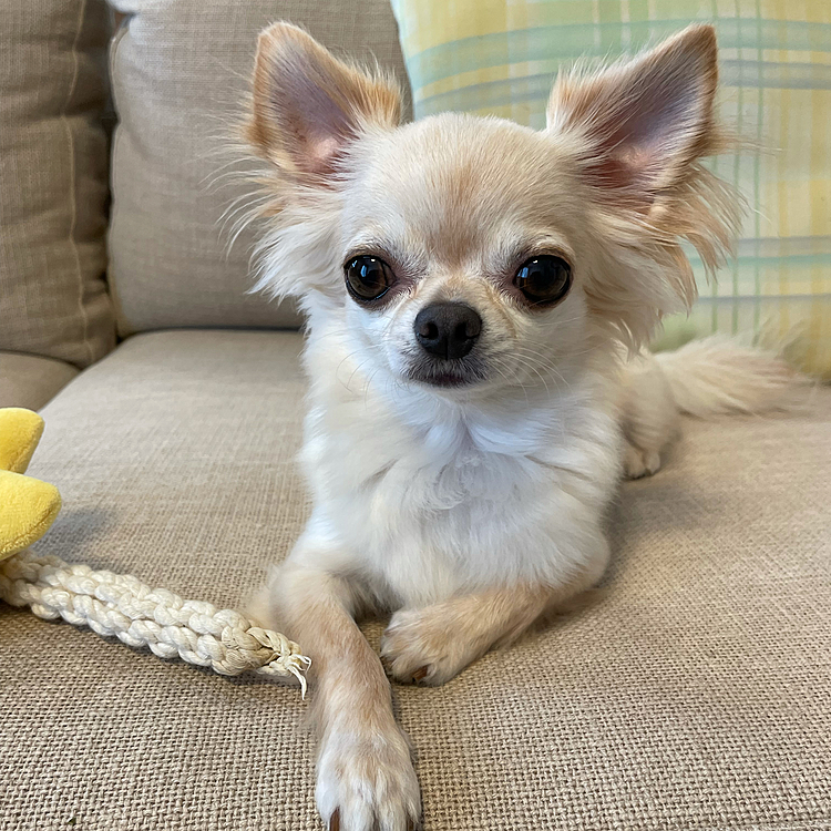 ソファ🛋でロープをカミカミして遊んでいました😊