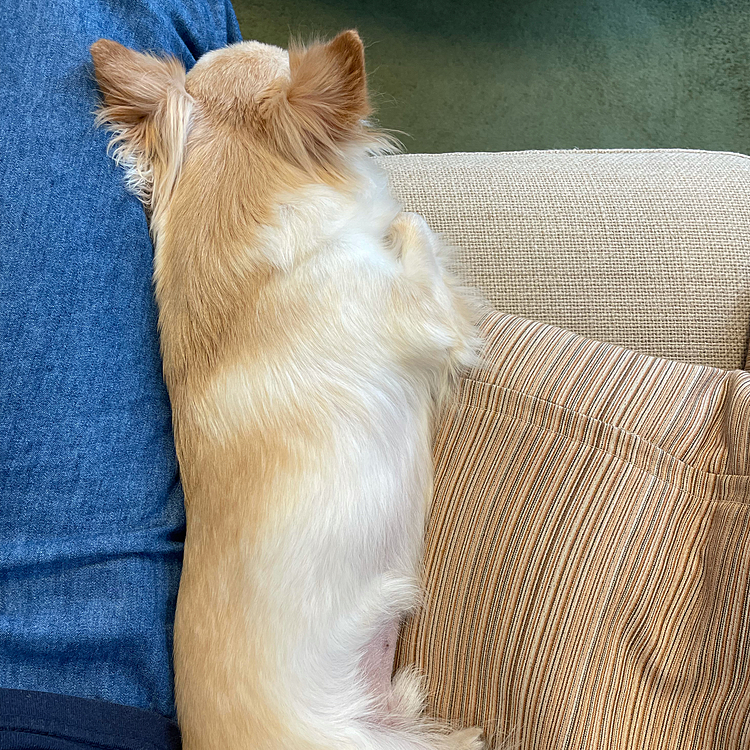 遊んだ後は、私にくっついてきて寝ていました🐶💤今日はまったりと過ごしています😊