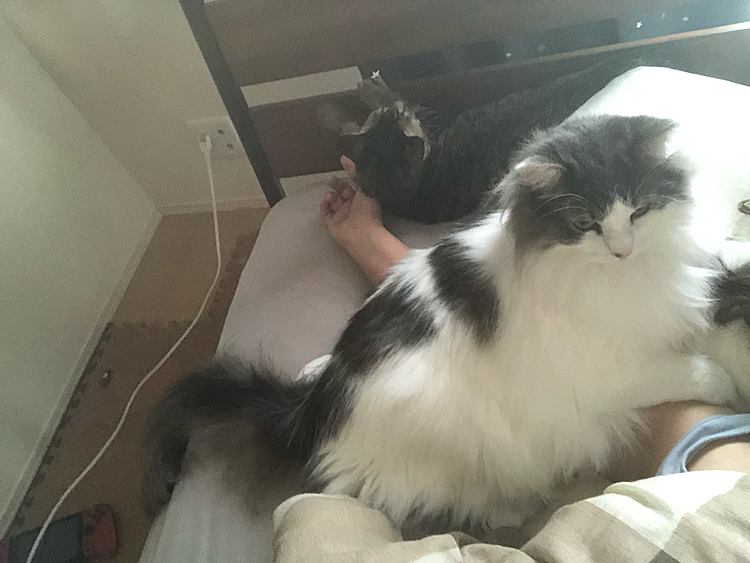 ハルちゃんが頭突きする体勢に…
ちゃんと起きてますよ(´-ω-)