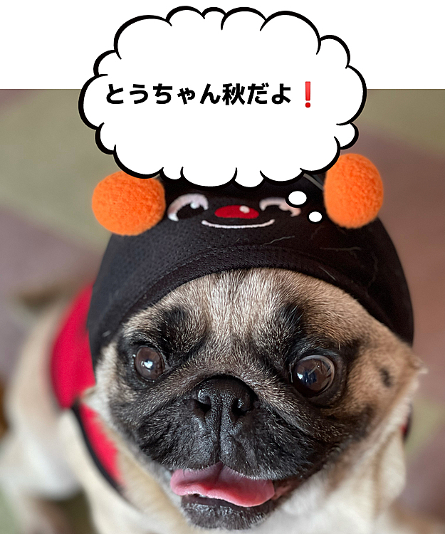 もうお彼岸🌰
ちょっと遅れて『ししまるてんとう虫』羽化しました🐞