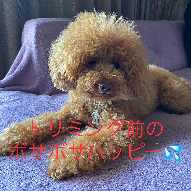 今日はトリミング✂

ハッピーはサロンではなく知人のトリマーさんのご自宅でトリミングして貰っているのですが予定が合わず2ヶ月ぶりにのトリミングになりました😅

今回は背中部分をバリカンでは無くてオールシザーでお願いしてみました✂️
バリカンを使用すると毛質が固くなり色が褪色しやすいと聞いたので💦　