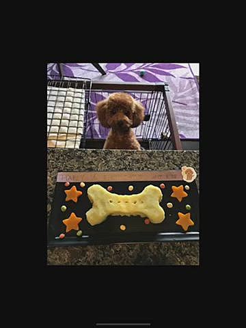3歳の2枚目だとよくわかりますがハッピーはおチリから背中だけがかなり薄くなっているのが気になっていたのでしばらく試してみます☺️

1枚目のハーフbirthdayの頃はヘッドホンみたい🎧
その後は頭と耳を繋げていき、形を三角形にしたオニギリヘア🍙
ここ半年はまん丸のミニアフロになるように整えて貰いようやく形になってきたかな🎶
1番最後が今日のトリミング後のハッピーです🐶