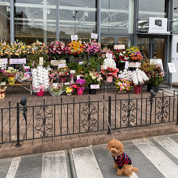 昨日のケンミンSHOで愛知県のきしめんが紹介されていましたが、いつものショッピングモールのお店が紹介されていました🍜
4ヶ月ほど前に開店祝いのお花の前のお写真投稿した場所です💐