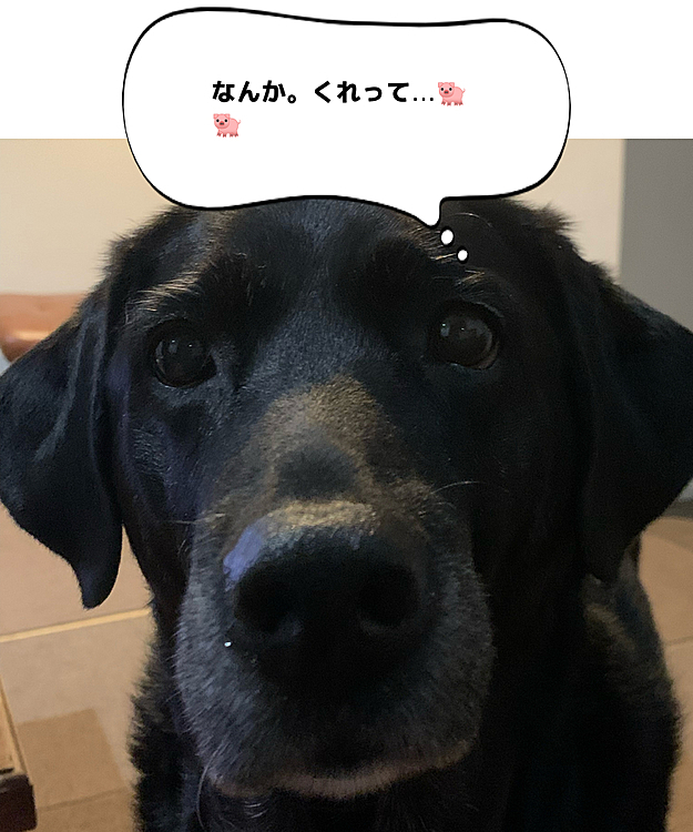 ぶた組ブッチャー班🐽🐽の投稿