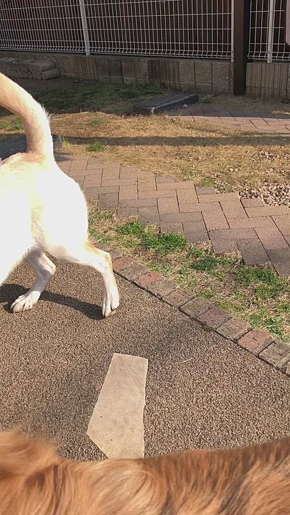 ライト&カレンの猛ダッシュ🐕🐕💨
アリスは母の足元です💕