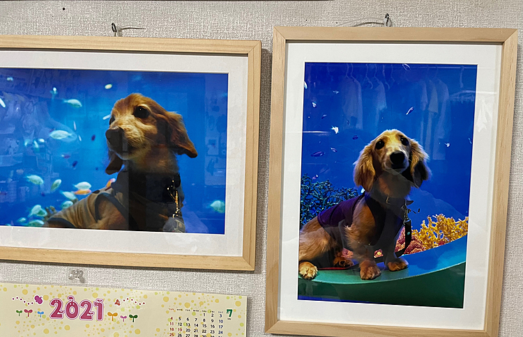 今年の夏休みにメルシーと一緒に行った水族館で撮った写真📸
もともとあったビンクスの写真と並べて飾ってみました😃👍

うん。似てる😆✨