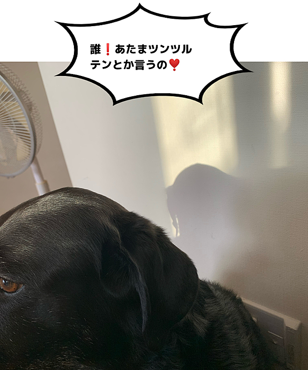 朝日で影絵…

ぶた組ブッチャー班。