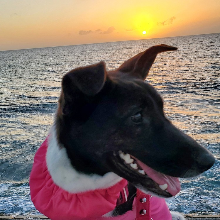 夕日とビンゴ(*´ω｀*)