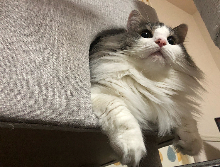 下から見ても可愛い！