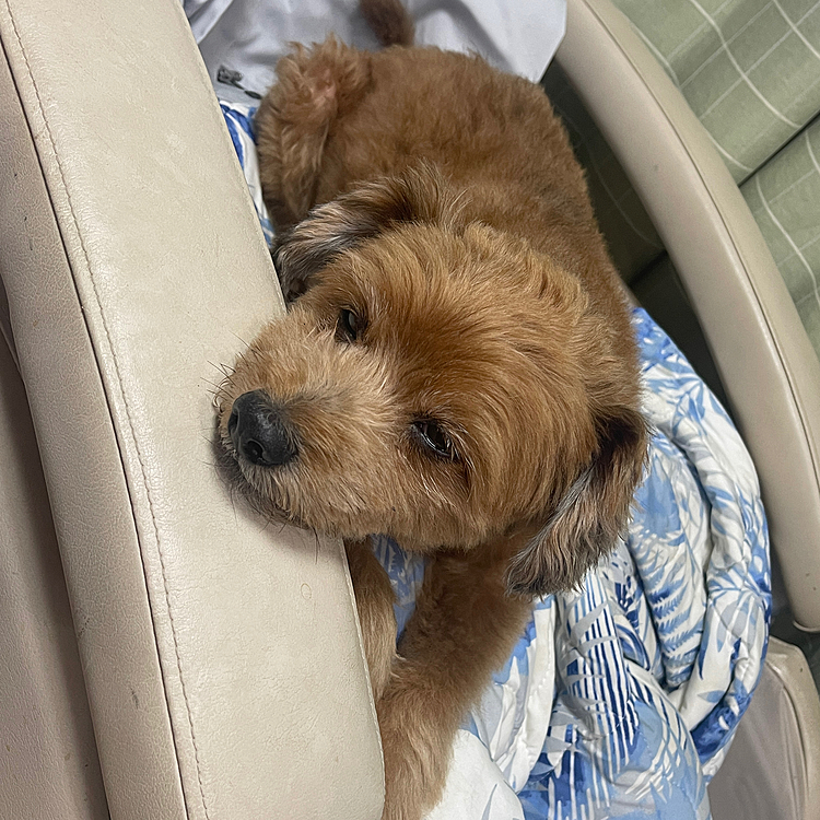 よーやく電池切れてきたほくとさん
おやすみ💤