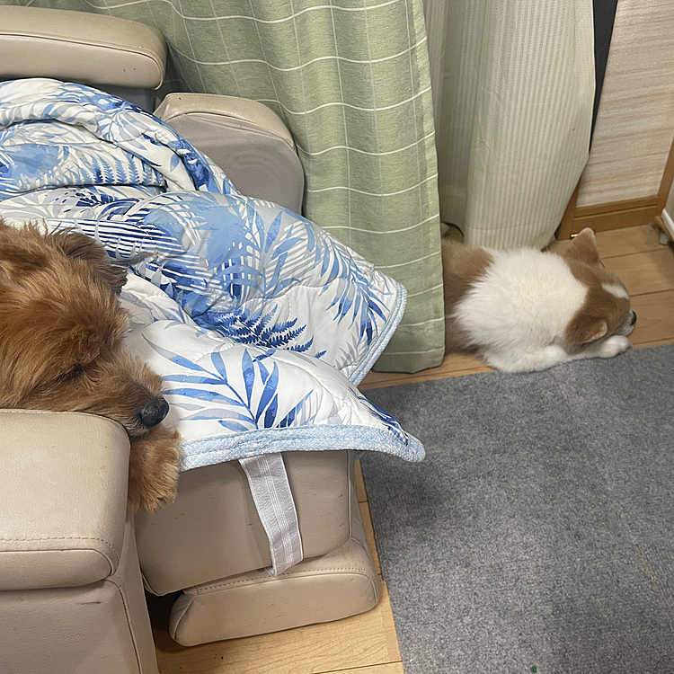 兄貴は最近カーテンの間で寝ます😅
おやすみ💤
