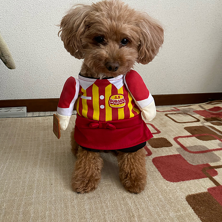 ハンバーガー屋さんです🍔😁コスプレ初挑戦です😆