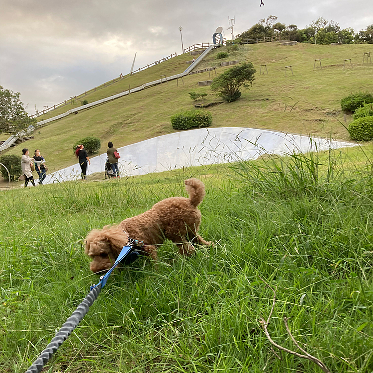 公園に散歩🚶‍♀️山上まで行くと結構大変です😅