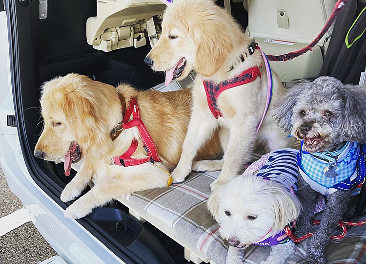 このふかふかベットの車で長距離ドライブ？それともお散歩どこに行くのかなー？楽しみ☆