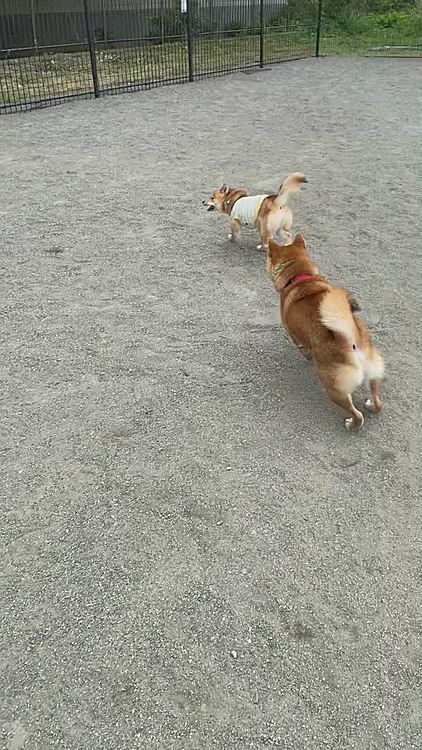 他にも大型犬わんこ🐕さんがけっこういて、この後一緒に走りましたが久々に転がされてガウガウ怒ってました🤣
距離をおいて走りたいワガママなタイプです😅
