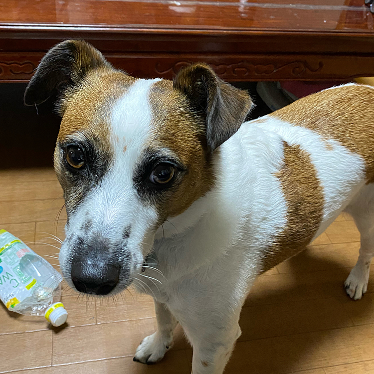 ペットボトルかみかみ、やめられません❣️