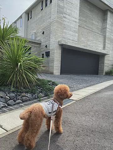 今日のお散歩🐾
ショッピングモールに向かおうと思ったら何故か逆方向へ引っ張るので、仕方なく方向転換しあまり行かない住宅街へ行きました🐾
シンプルモダンなお家の隣には平家のお家どちらも素敵だなぁ😍
その後は動物園の外周に進みアップダウンも激しいです💦
途中一緒にオヤツタイム😋
この動物園の脇道は緑も多く私は好きなんだけどハッピーはそんなに好きじゃ無いんだよね😅