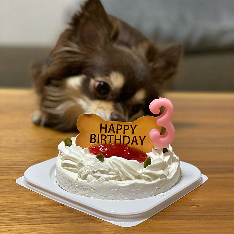 昨日はまるちゃんの3歳のお誕生日でした🎂
あっとゆうまに3歳です😊　ご馳走を食べてプレゼント🎁をもらって　まるちゃんがうちに来てくれたことにありがとう💕の気持ちでいっぱいになりました❣️