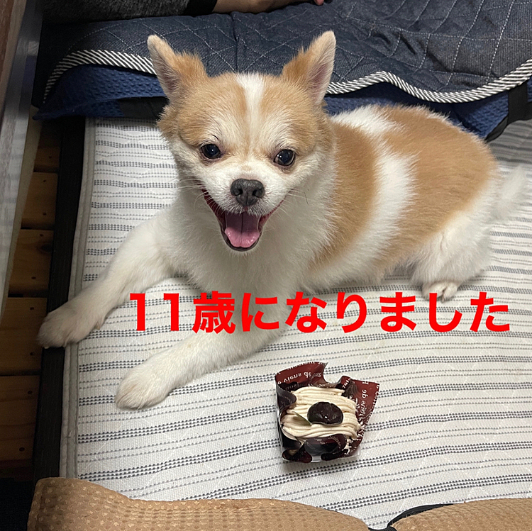 やまと、11才　早いものです😁
アニキのお裾分け、お座りして頂くほくとくん
