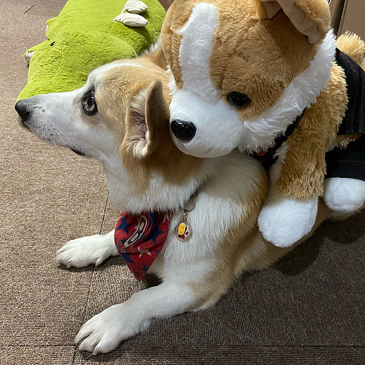 今日ママがえいとの弟を買って来ました♪
えいとが小さかった頃の服が着れたので着させて一緒に記念写真（笑）