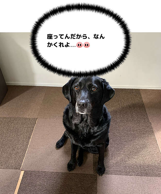 朝からうるさい🐕‍🦺
