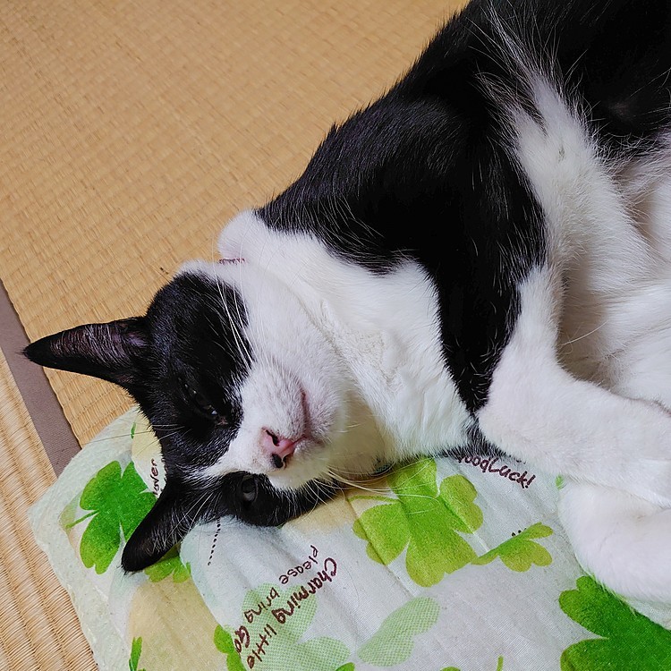 まだ　眠いです…🐾