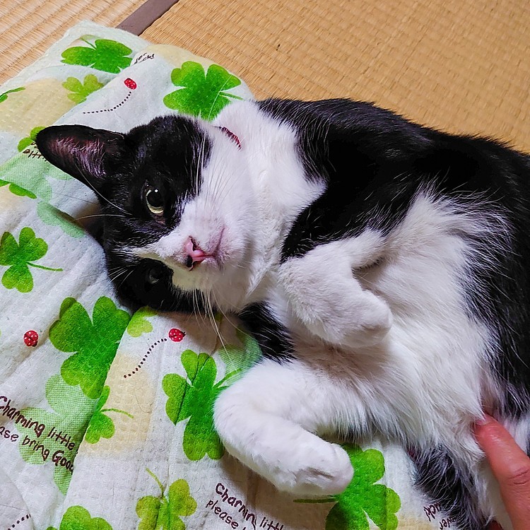 まだ　おネムニャ〜
　可愛く起きたくないアピール🐱