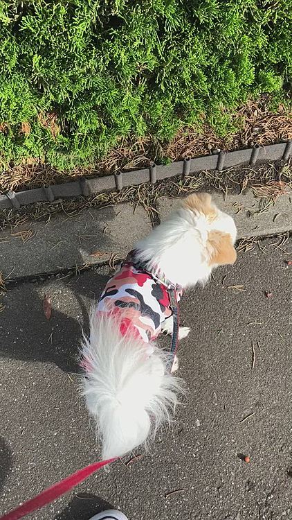 今朝は雨は降らずお散歩行けました🦮🐾
ポコちゃん良かったね😊
